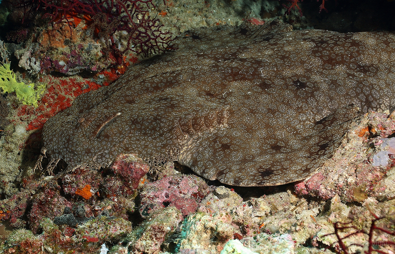 Raja Ampat 2016 - Eucrossorhinus Daypogon - Tasselled Wobbegon - Requin Tapis barbus - IMG_4292_rc.jpg